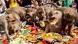 Festival na Tailândia homenageia macacos com grande banquete (Juarawee Kittisilpa/Reuters - 28.11.2022)